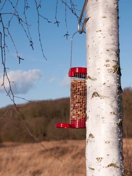 close up of red bird feeder filled with peanuts; essex; england; uk