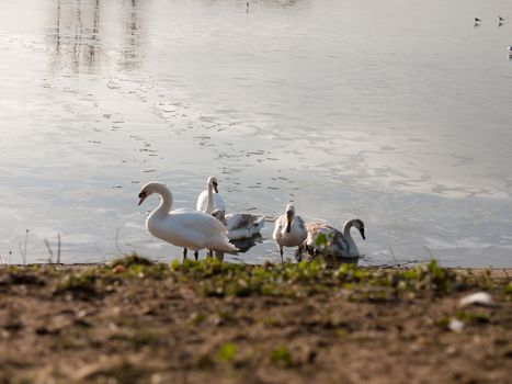 Mute swans with cygnets family beach cold water lake surface outside nature reserve; essex; england; uk