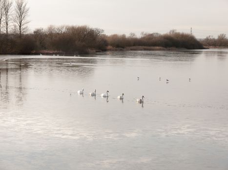 line of mute swans with cygnets family traveling through cold water lake surface outside nature reserve; essex; england; uk