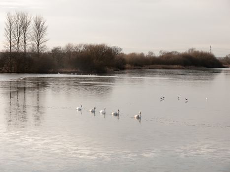 line of mute swans with cygnets family traveling through cold water lake surface outside nature reserve; essex; england; uk