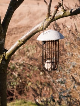 close up hanging bird feeder on tree with one fat ball inside; essex; england; uk