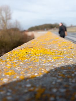 close up of yellow moss on grey sea wall walkway; essex; england; uk