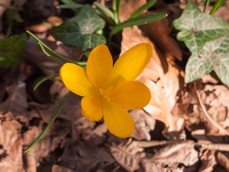 close up of orange small spring flower on forest floor; essex; england; uk