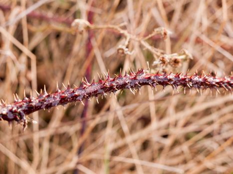 close up of stinging blackberry barb thorns plant stem danger; essex; england; uk