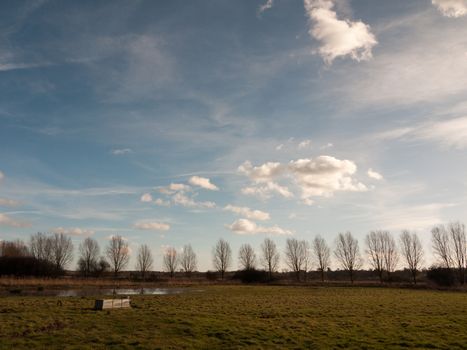 row of trees edge of farm field grass plain horizon blue sky with clouds nature landscape; essex; england; uk