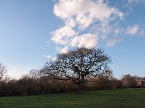 dark tree in field with clouds above, grass below, and blue sky spring; essex; england; uk