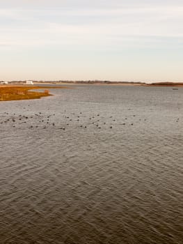 many birds in ocean beach coast nature reserve landscape nature; essex; england; uk