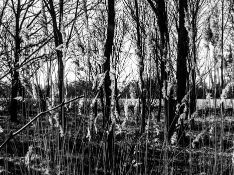 view of close up golden grass reed heads in sunlight spring black and white; essex; england; uk