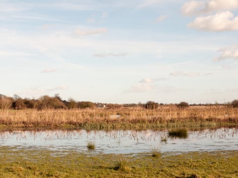 row of trees edge of farm field grass plain horizon blue sky with clouds nature landscape waterlogged; essex; england; uk