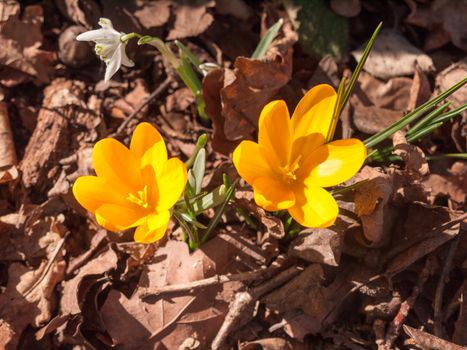 close up of two orange small spring flower on forest floor; essex; england; uk