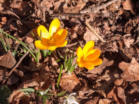 close up of two orange small spring flower on forest floor; essex; england; uk