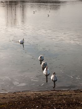 line of mute swans with cygnets family traveling through cold water lake surface outside nature reserve; essex; england; uk