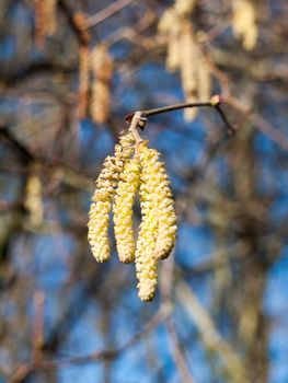 beautiful array of hanging catkins on bare branch tree sky in spring; essex; england; uk