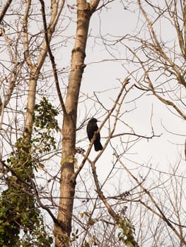 close up of male blackbird resting in bare branches of tree winter spring; essex; england; uk