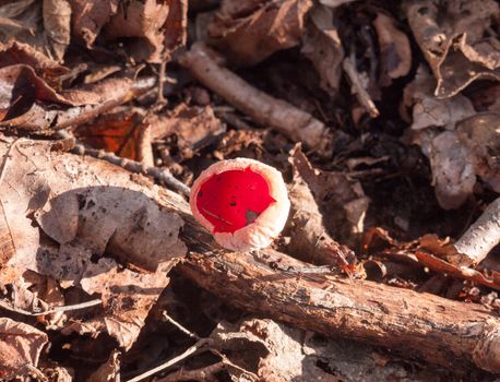 beautiful red close up growing mushroom cap forest floor february spring - scarlet elf cup; essex; england; uk