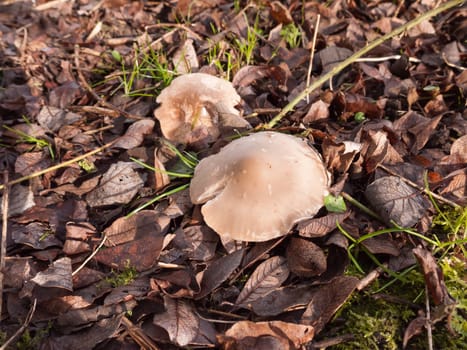close up of white capped mushroom winter spring forest floor; essex; england; uk