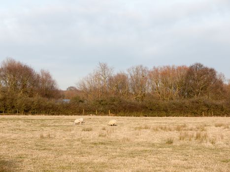many sheep in farm field open day grass plain spring landscape ; essex; england; uk