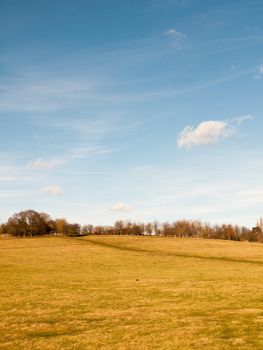 massive open plain farm field grass agriculture england blue sky ahead; essex; england; uk
