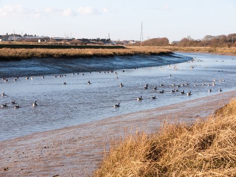 stream river landscape view blue water coast essex estuary with geese; essex; england; uk