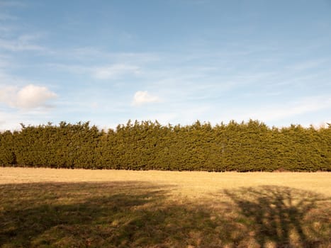 row of evergreen trees hedgerow large of grass field blue sky shadows silhouettes ; essex; england; uk
