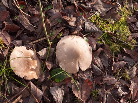 close up of white capped mushroom winter spring forest floor; essex; england; uk