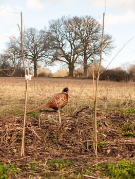 sideways close up view of male pheasant in farm field grazing; essex; england; uk