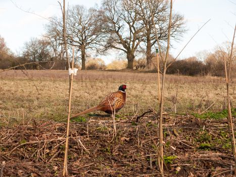 sideways close up view of male pheasant in farm field grazing; essex; england; uk