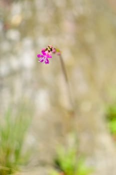 The grass and pink flower with defocused background