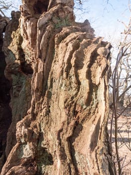 close up of inside bark tree texture outside old decay time nature; essex; england; uk