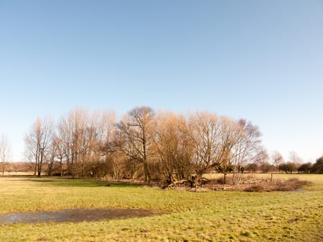 row of bare branch trees in grass field landscape nature; essex; england; uk