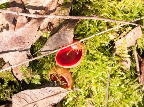 growing large red scarlet elf cups on forest moss damp floor mushrooms; essex; england; uk
