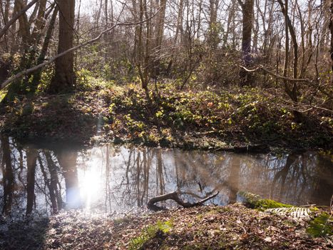 spring tree bare stream scene reflections woodland outside nature sun; essex; england; uk