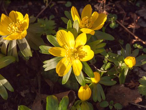 close up of small bright yellow spring flower on floor; essex; england; uk