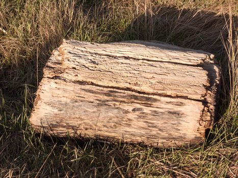 old wooden stump of chopped tree on grass close up holes ; essex; england; uk
