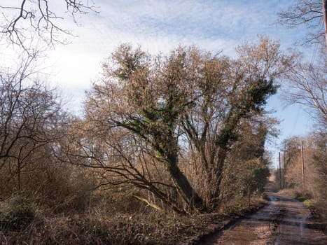 muddy path through countryside spring farm land tracks trees; essex; england; uk