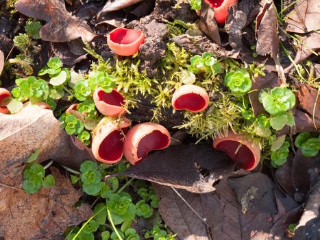 growing large red scarlet elf cups on forest moss damp floor mushrooms; essex; england; uk