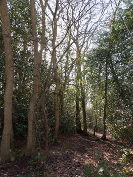 inside forest sunny beam trees green path woodland nature; essex; england; uk