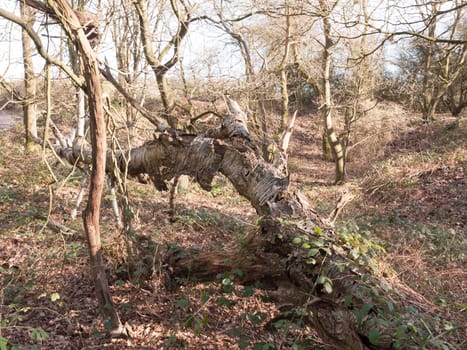 view of decaying bark old fallen tree in forest; essex; england; uk