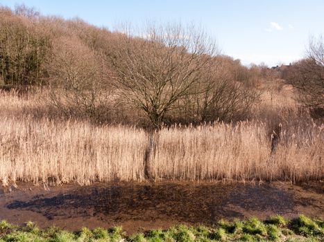 close up view of reeds outside growing in marshland nature reserve; essex; england; uk