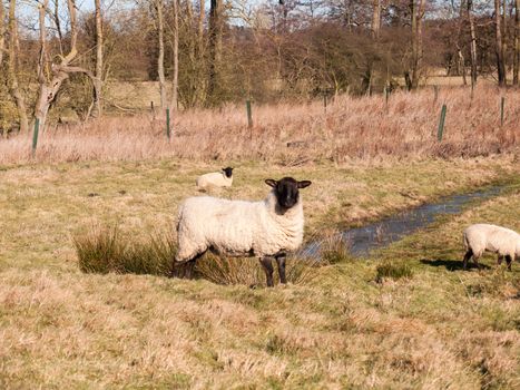 close up of sheep resting grazing eating grass in field summer spring; essex; england; uk