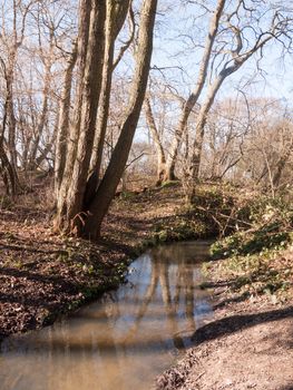 spring tree bare stream scene reflections woodland outside nature; essex; england; uk