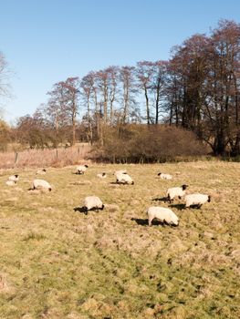 close up of sheep resting grazing eating grass in field summer spring; essex; england; uk