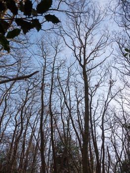 inside forest sunny beam trees green path woodland nature bare branches sky; essex; england; uk