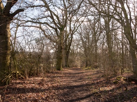 view of trees in spring woodland path through muddy empty; essex; england; uk