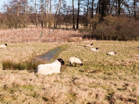close up of sheep resting grazing eating grass in field summer spring; essex; england; uk