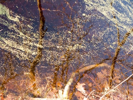 close up texture of water surface algae stream reflected tree branches; essex; england; uk