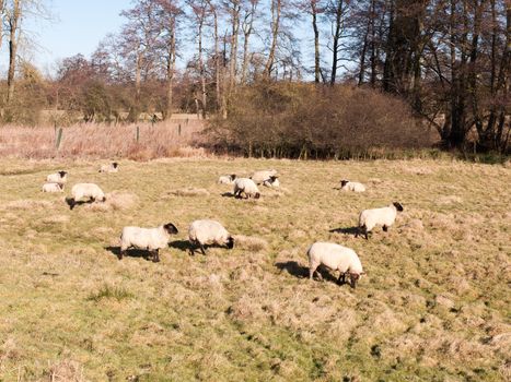 close up of sheep resting grazing eating grass in field summer spring; essex; england; uk