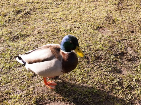 male duck mallard on green grass below portrait close up; essex; england; uk