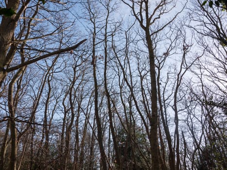 inside forest sunny beam trees green path woodland nature bare branches; essex; england; uk