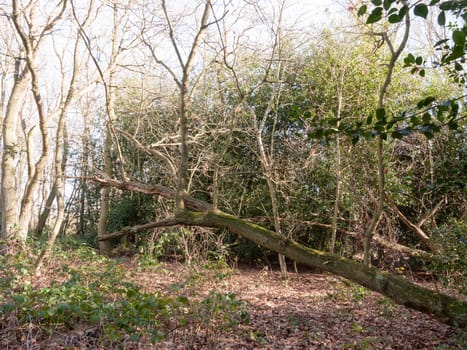 inside forest sunny beam trees green path woodland nature hanging fallen tree bare; essex; england; uk